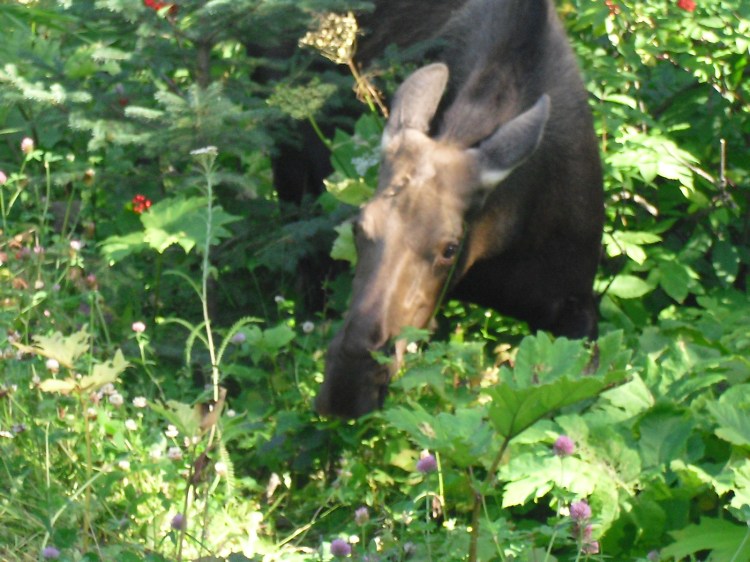 moose